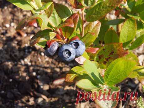 Садовая голубика – как вырастить вкусную и полезную ягоду