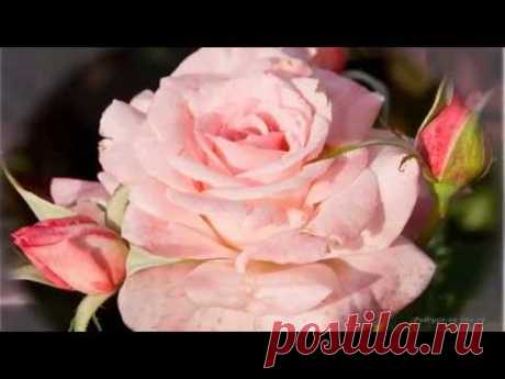 Роза - королева цветов. Красивая музыка, релакс, саксофон. Podryga-on-line.ru - YouTube