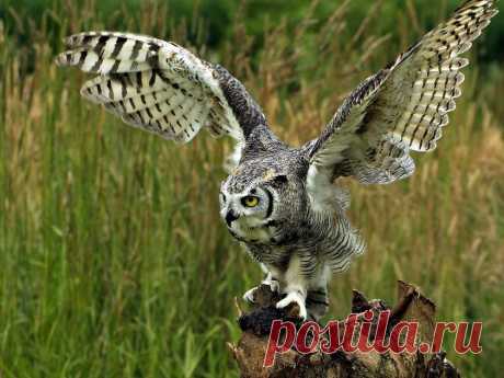 Great horned owl landing with its prey - with written permission from Nico Andries - Pixdaus