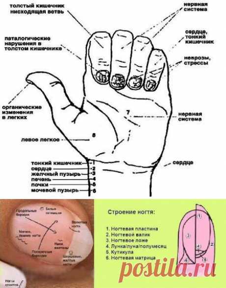 Диагностика по ногтям в восточной медицине