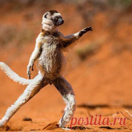забавные животные: 7 тыс изображений найдено в Яндекс Картинках