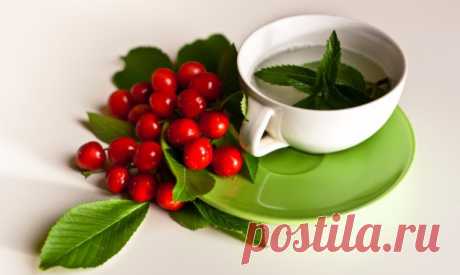 Чай из листьев вишни: польза и вред для здоровья