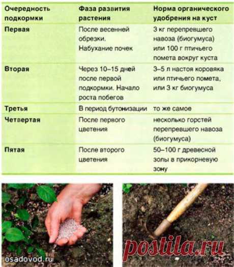 Подкормка растений. Советы по подкормке растений на даче | Osadovod - Все о e, огороде и дизайне