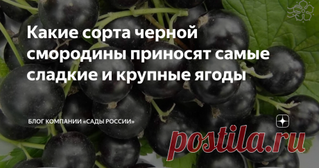 Какие сорта черной смородины приносят самые сладкие и крупные ягоды Количество сортов черной смородины растет с каждым годом. В таком разнообразии легко запутаться и сложно найти то, что удовлетворяло бы желания на 100%.

Мы подготовили для вас подборку самых урожайных сортов этой культуры, плоды которых поражают своими размерами и имеют отменный вкус.
