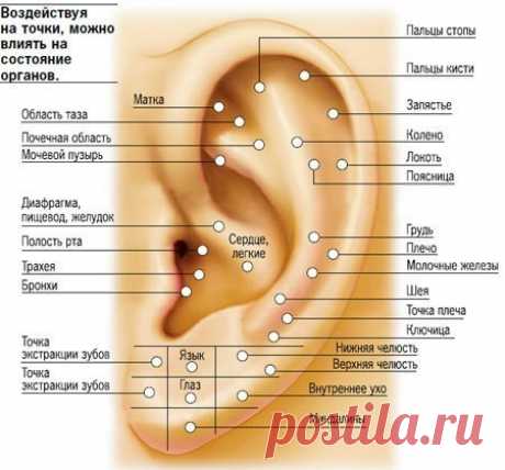 Массаж ушей для здоровья - польза огромна