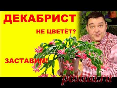 Декабрист (шлюмбергера) не цветет? Заставим! [Коротко и ясно]