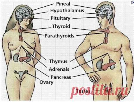 ВОССТАНОВЛЕНИЕ ЗДОРОВЬЯ ЭНДОКРИННОЙ СИСТЕМЫ | Записи в рубрике ВОССТАНОВЛЕНИЕ ЗДОРОВЬЯ ЭНДОКРИННОЙ СИСТЕМЫ | ЖЕНСКИЙ КЛУБ МОЛОДОСТИ И КРАСОТЫ