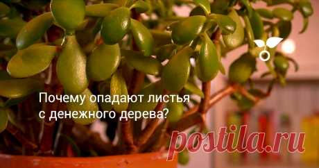 Название «толстянка» дано денежному дереву за толстенькие мясистые листья овальной формы. Они и начали однажды опадать без видимых причин, которые, правда, позже были установлены.