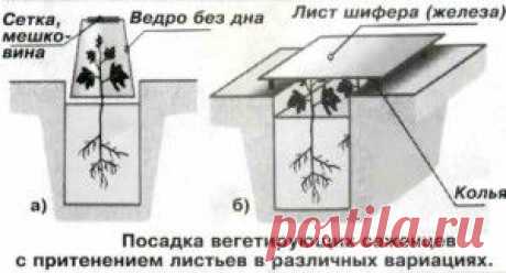 Техника весенней посадки саженцев винограда | Дача - впрок