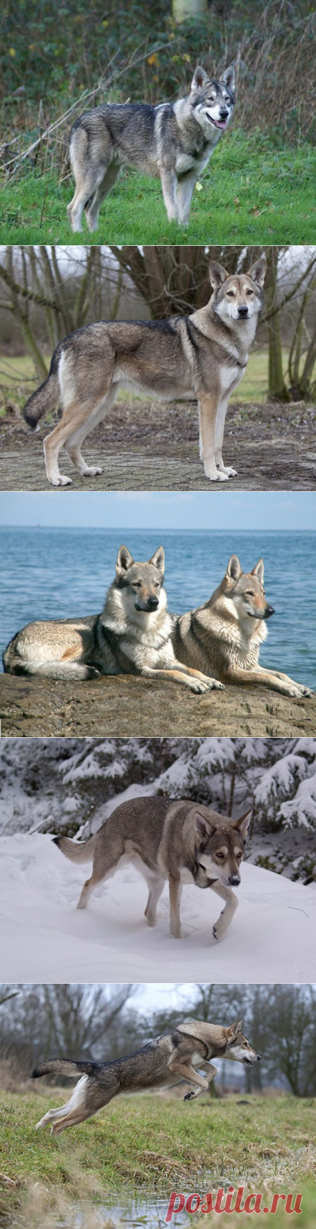 Вольфхонд Сарлоса - собака с сердцем волка