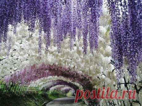 Тоннель цветов в саду Кавати Фудзи, Япония