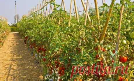 Чем подкармливать помидоры в открытом грунте для быстрого роста плодов — Домашние