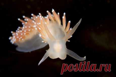 Голожаберник Корифелла (Coryphella verrucosa). Белое море, Россия. Автор фото – мастер подводной съемки Андрей Кашин: nat-geo.ru/photo/user/299121/