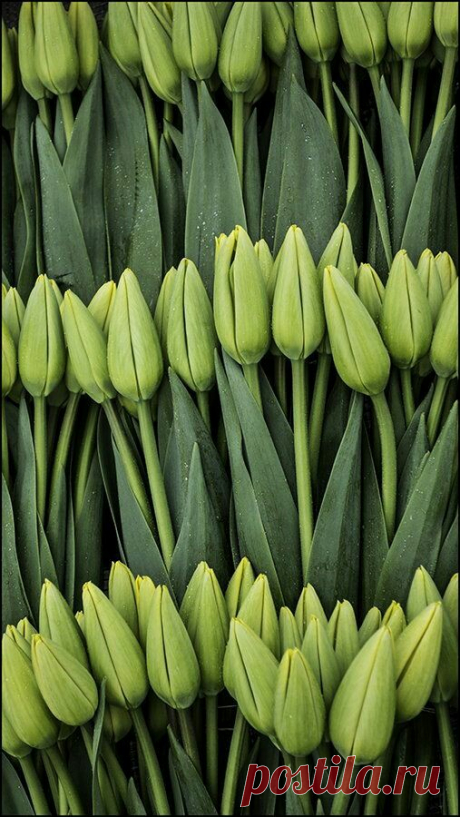 Green tulips