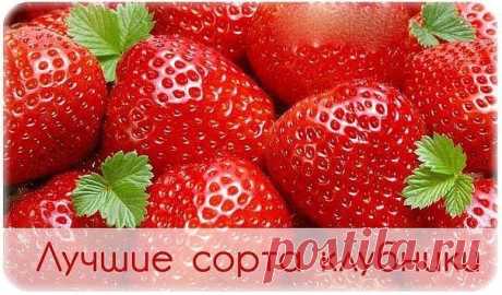 ЛУЧШИЕ СОРТА КЛУБНИКИ

Лучшие ранние сорта клубники:

«Кокинская ранняя»;
«Фестивальная Ромашка»;
«Кент» – плодоносит 2 раза;
«Эльдорадо»;
«Эльвира»;
«Вима Занта»;
«Хонеойе» - сверхранний сорт;
«Юния смайдс»;
«Венгерский великан».

Средне-ранний срок созревания:

«Десна»;
«Альба»;
«Октава»;
«Клери Розана»;
«Кама»;
«Дивная»;
«Элькат»;
«Мюнхенбергская ранняя II»;
«Евангелина»;
«Секвойя»;
«Столичная».

Лучшие сорта среднеспелой крупной клубники:

«Гигантелла Максима»;
«Фейерв...