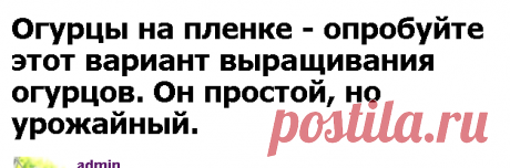 Огурцы на пленке - опробуйте этот вариант выращивания огурцов. Он простой, но урожайный. - Садоводка