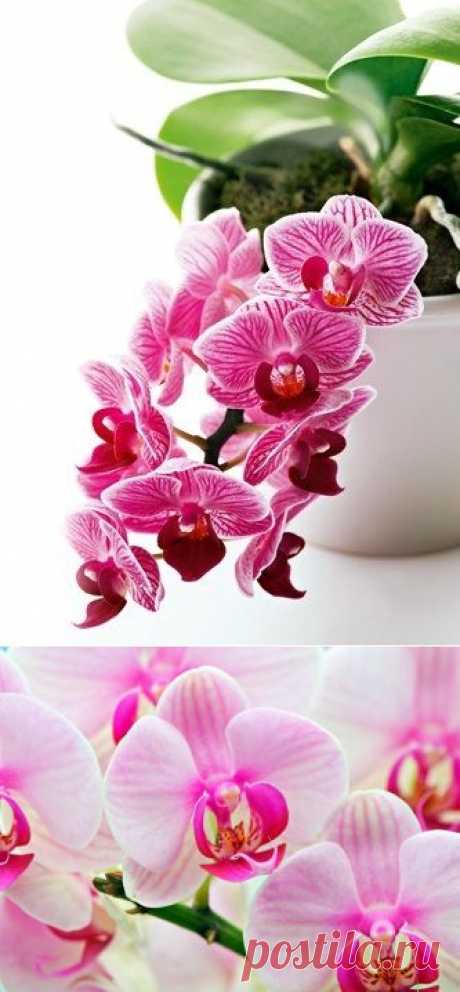Как реанимировать орхидею - Садоводка