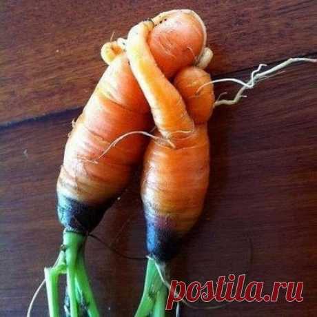 Вот такая она, любовь-морковь!!