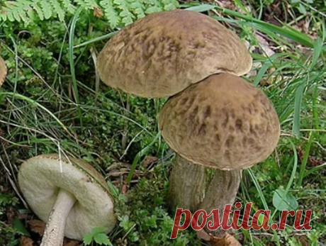 Съедобные грибы, которые в России почти никто не собирает. 4 вида грибов для корзины грибника | грибной критик | Яндекс Дзен