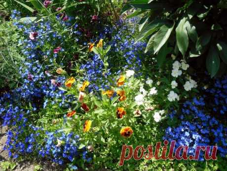 Красивые цветы для дачников-новичков — 6 соток