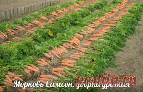 Мои любимые сорта моркови- сеяли, сеем и будем сеять! | ТАЁЖКА №8 | Яндекс Дзен