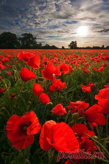 (174) Glowing Poppies by Adam Edwards Photography on Flickr. | fiori