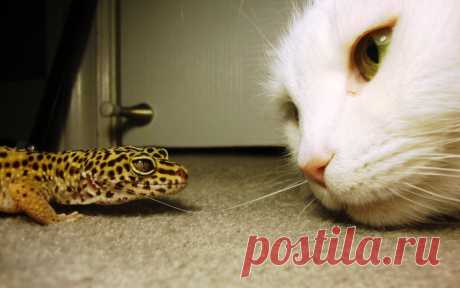 Обои Белый кот рассматривает ящерицу на полу на рабочий стол, страница