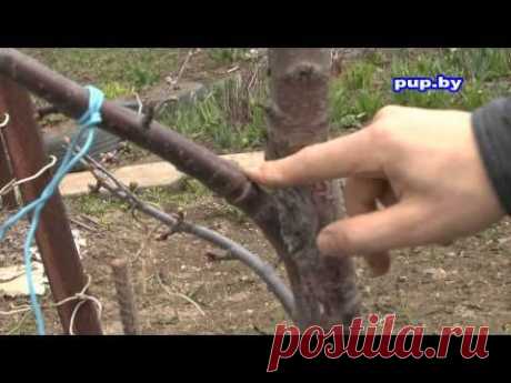 Как заставить яблоню плодоносить How to make an apple tree bearing fruit - YouTube