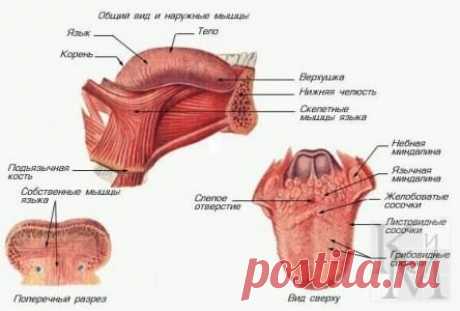 Дневник bremer