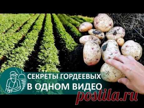 🌿 Посадка картофеля в траншеях по технологии Гордеевых