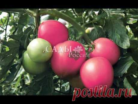 Семена помидоров «Малиновое чудо» от «НПО Сады России»
