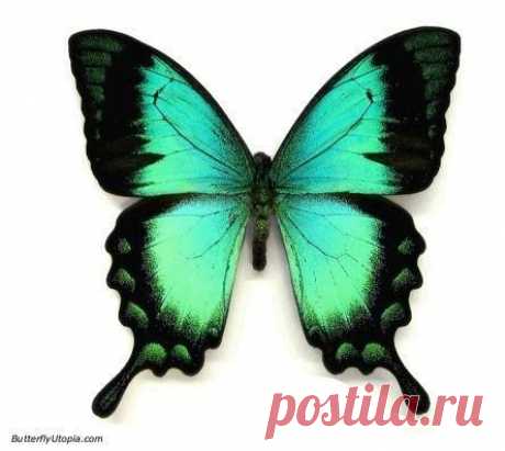 Papilio lorquinianus aqua blue/green swallowtail butterfly pictures,  |   Pinterest • Всемирный каталог идей