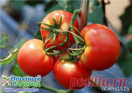 Крепкая рассада — залог хорошего урожая томатов: Группа Наши грядки
