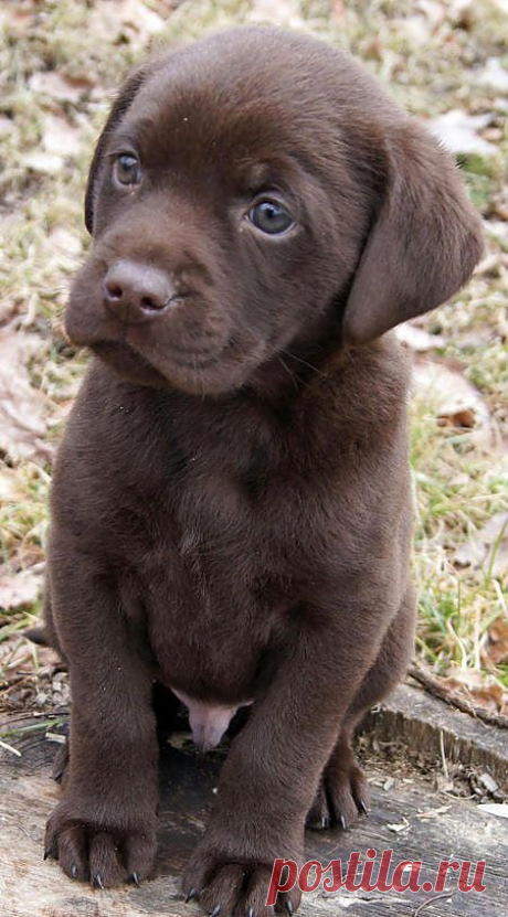 Timber the Labrador Retriever | Puppies | Daily Puppy