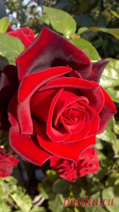 Petals like velvet... 'Mister Lincoln' hybrid tea rose.....so beautiful = a classic red rose♥ | ChristianCrystals.com приколол(а) это к доске Roses