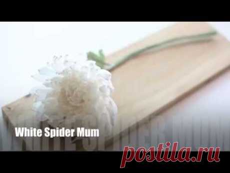 [FREE Tutorial]Crepe Paper Flower : White Spider Mum[EASY&SIMPLE]