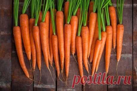 Морковь: свойства, польза для организма, вред и калорийность, рецепты приготовления морковного сока, в каких случаях противопоказан, хранение и покупка, отзывы и мнение врачей