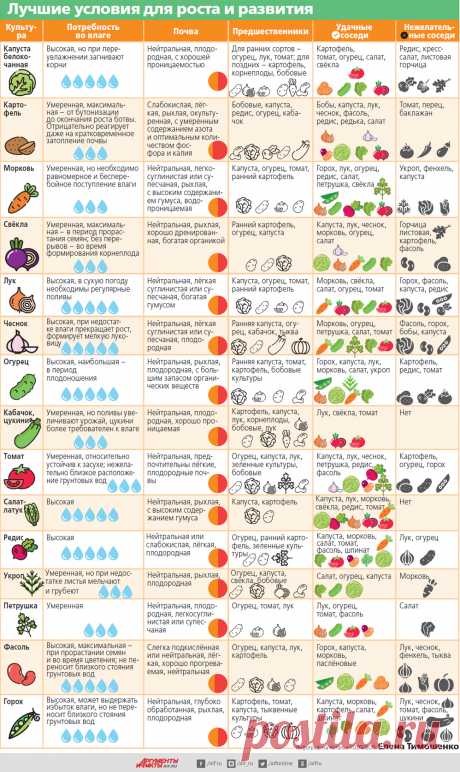 Удачное соседство. Планируем «умные» грядки | Огород | Дача | Аргументы и Факты
