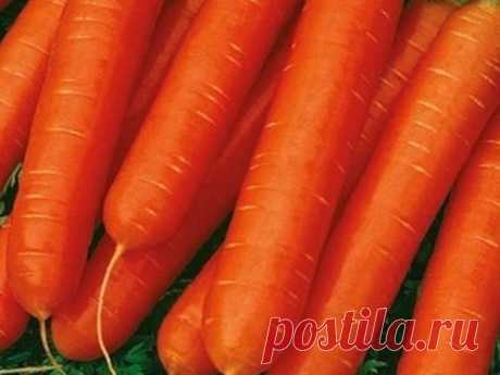 Выбираем морковь: урожайные сорта и гибриды для открытого грунта