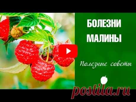 Болезни малины ✅ Как лечить от хлороза и антракноза ❗ Советы от эксперта HitsadTV