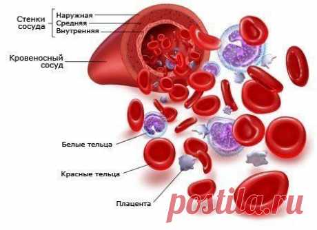 АНЕМИЯ. ЛЕЧЕНИЕ НАРОДНЫМИ СРЕДСТВАМИ