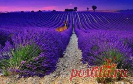 Provence Mon Amour