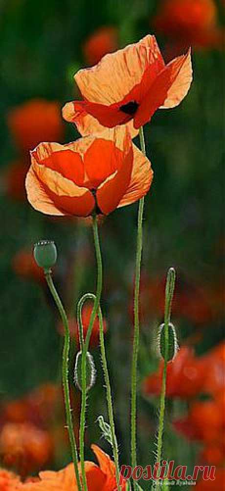 ~ poppies ~ Beautiful gorgeous pretty flowers | Marie Michele приколол(а) это к доске Flowers