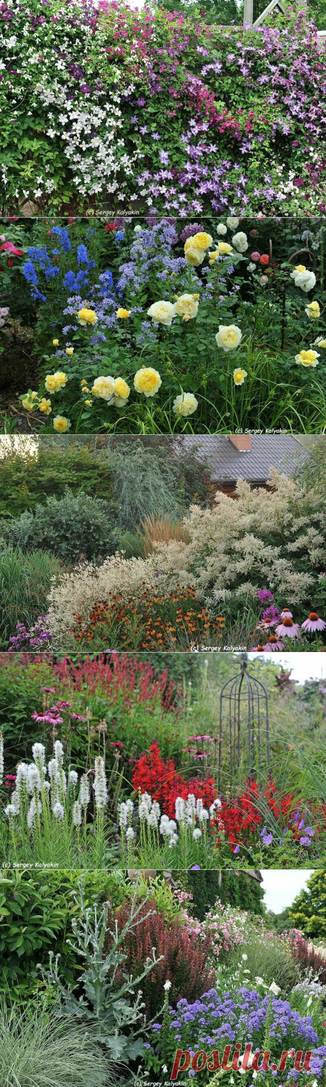 88 идей, как украсить сад цветами | Сады и цветы | Яндекс Дзен