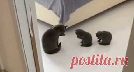 Умилительное видео: котята учатся умываться