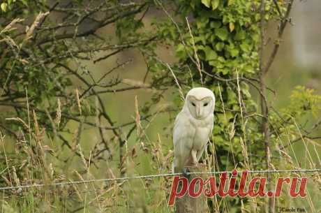 (4) Photos of The Owl Pages - Johan Willem Taljaard