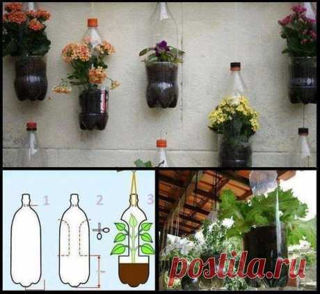Идея выращивания вазонов в пластиковых бутылках.