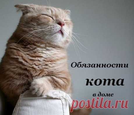 Обязанности кота по дому 🐱 / Западло