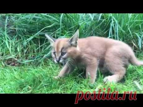 Котята каракалов впервые вышли на прогулку / Видео / Моя Планета