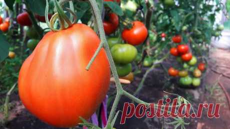 Томаты Трюфель – помидоры превосходного вкуса | 6 соток